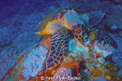 A hawksbill turtle is sharing its meal with a goldbar wrasse by Peet J Van Eeden 